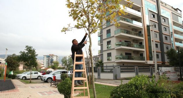 Çiğli'de ömrünü tamamlamış ağaçlar değerlendiriliyor