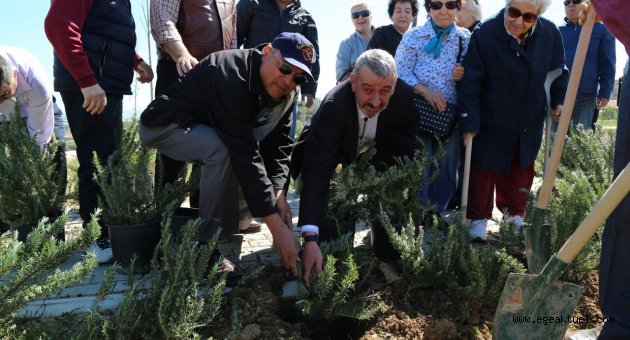 Çınarlar fidanları toprakla buluşturdu