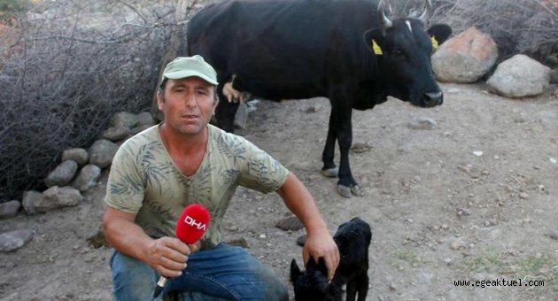 Cüce buzağı, görenleri şaşırttı