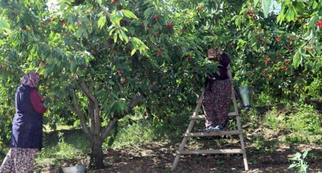 Dallarda Kiraz, Bayındır’da Bereket