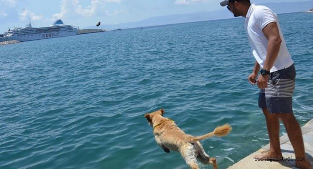 Deniz tutkunu Miço, ilgi odağı oldu