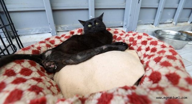 Deprem mağduru Beyaz, Engelli Kedi Evi’nde yaşama tutundu