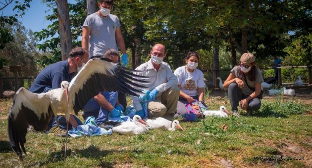 Doğal Yaşam Parkı'nda tedavi edilen leylekler doğaya bırakıldı