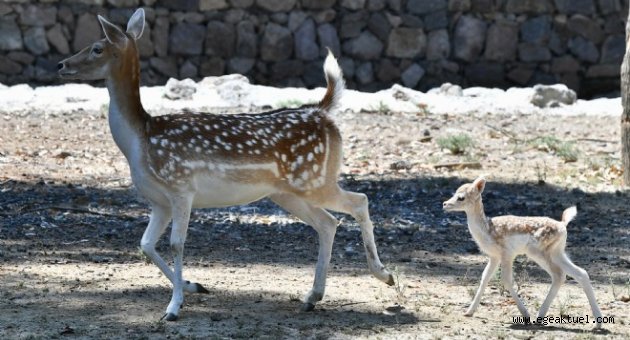 Doğal Yaşam'ın yeni üyesi Nazlı