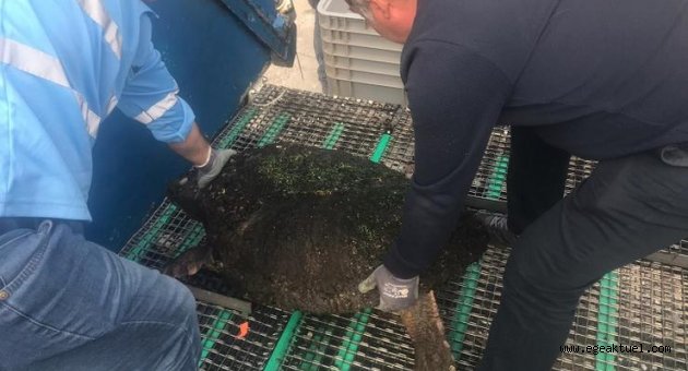Dört ayda dördüncü Caretta caretta