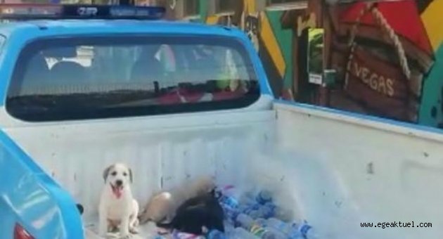 Dört yavru köpek hayata döndü 
