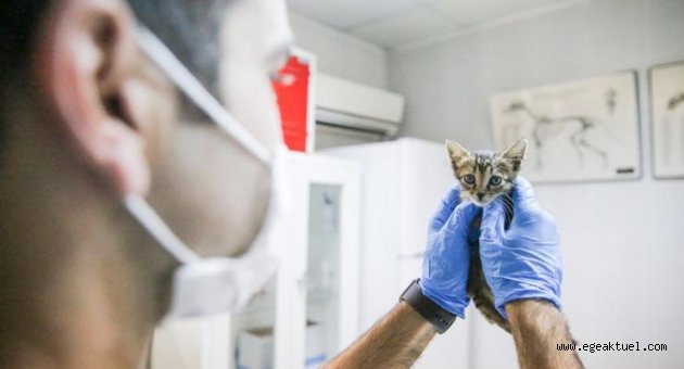 Dünya Kediler Günü’nde Buca’nın kedi raporu
