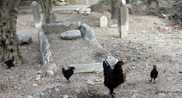 Ecdadımızın üstünde tavuklar eşiniyor