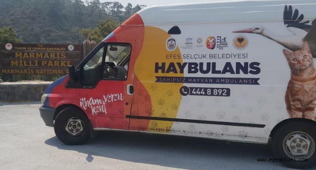 Efes Selçuk'tan yangından etkilenen can dostlara destek