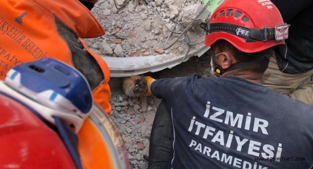 Enkazdan çıkarılan kediler tedavi altına alındı