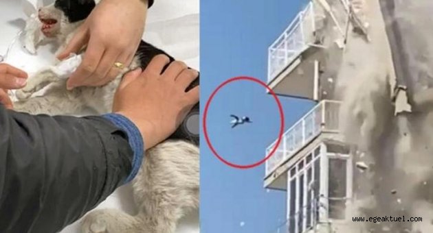 Faciayı yaşayan kediden sevindiren haber