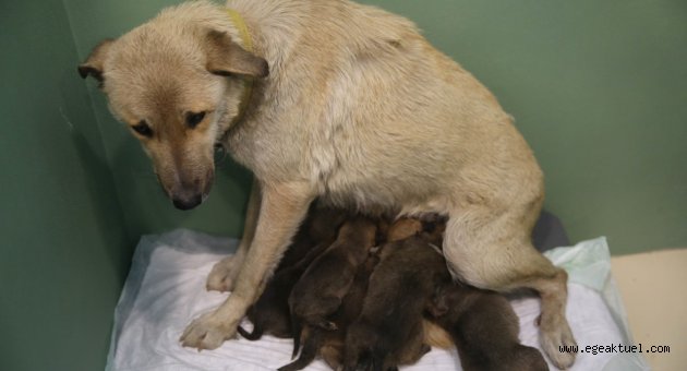 Fedakar köpek 9 yavruya hayat veriyor