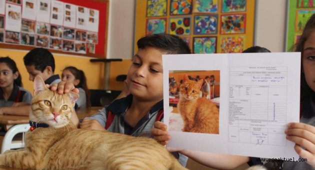 Fenomen kedi Tombi'nin dersleri 'Pekiyi'