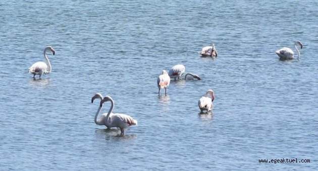 Flamingolar ilgi odağı oldu