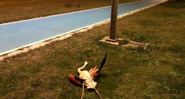 Flamingoların ölüm nedeni araştırılıyor