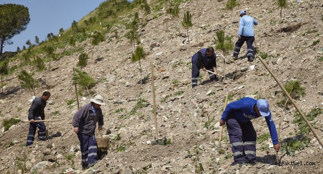 Fuar ağaçları orman oluyor