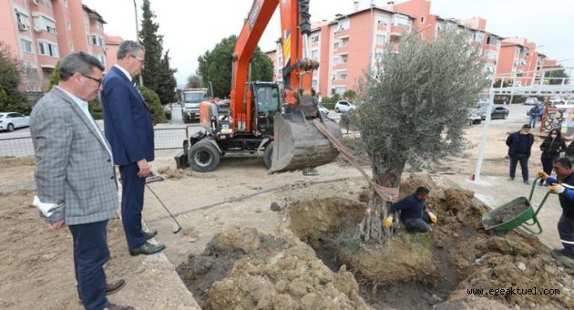 Gaziemir’de zeytin ağaçlarına ikinci yaşam