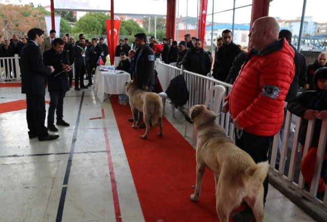 Gaziemir'de Köpek Irkları Yarışması