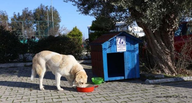 Geri Dönüşümler Can Dostlara Yuva Oldu