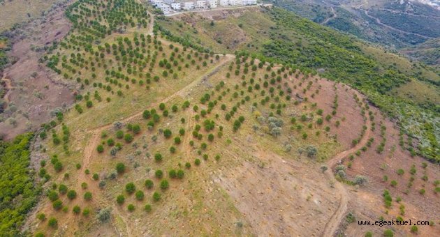 Güzelbahçe Belediyesi’nden Ağaç Dikim Seferberliği