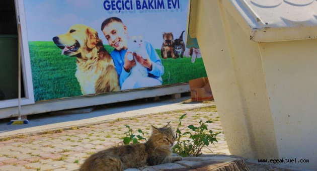 Güzelbahçe Belediyesi’nden Can Dostlara Yeni Yuva