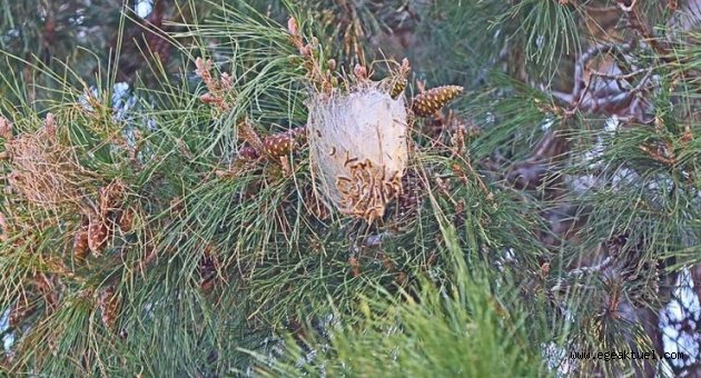 Güzelbahçe Belediyesi’nden ‘Tırtıl’ Operasyonu