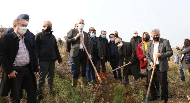 Güzelbahçe’de 500 Fıstık Çamı Toprakla Buluştu
