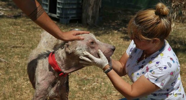 Hasta köpeği kucağında taşıyıp hayata döndürdü