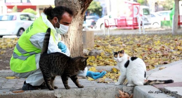 Her gün can dostları besliyor