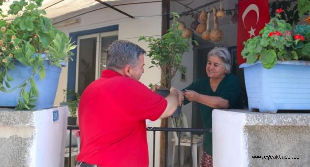 Ildırı begonvil ile donatılıyor!