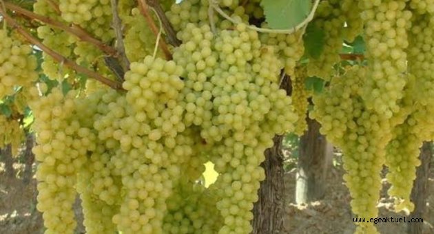 İlham veren kent Efes Selçuk, bu şenliğe hazır
