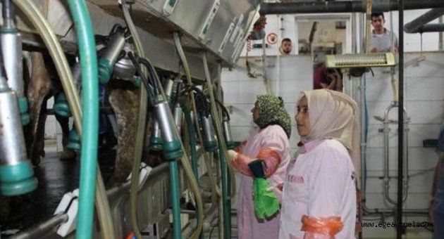 İŞKUR, Suriyelilere süt sığırı yetiştiriciliğini öğretiyor