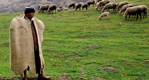 İşsizliğe kesin çözüm: Sertifikalı Çobanlık