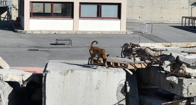 İtfaiyenin arama köpekleri hayat kurtarıyor