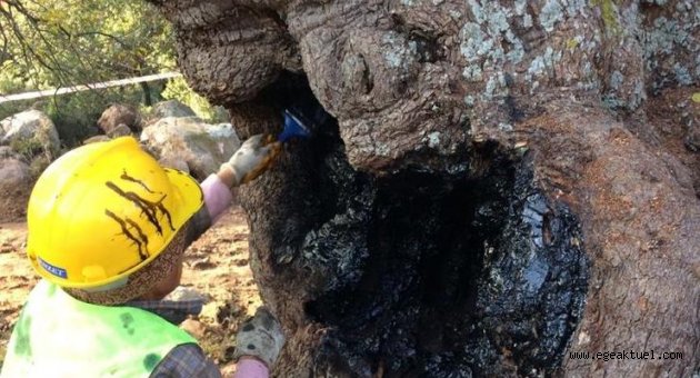 İzmir Büyükşehir Belediyesi iki yılda 120 ağacı kurtardı