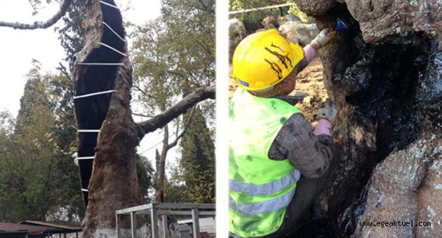 İzmir Büyükşehir Belediyesi’nden anıt ağaçlara gençlik aşısı