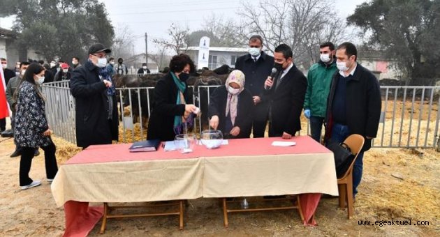 İzmir Büyükşehir Belediyesi'nden çiftçiye tescilli yerli manda