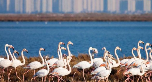 İzmir’de Gediz Deltası’na sadakat yürüyüşü