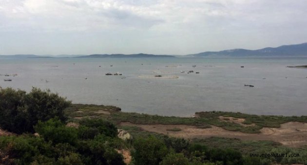 İzmir’de kaçak yem çiftliğine karadan ve denizden baskın!