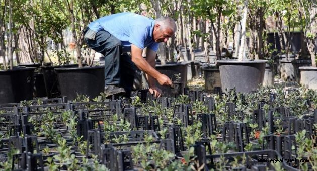 İzmir’in meşe ormanları yeniden yeşeriyor
