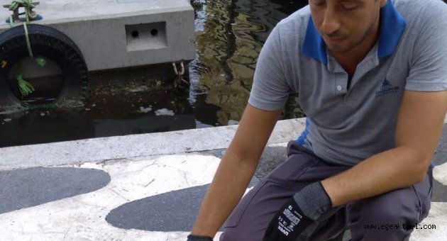 İzmir Körfezi’nde kıyıya vuran caretta caretta kurtarıldı