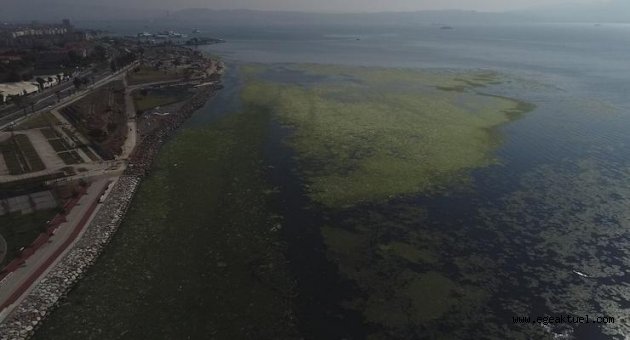 İzmir Körfezi’nde ürküten görüntü 