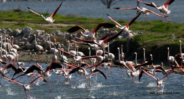 İzmir Kuş Cenneti’ndeki ölümler Meclis gündeminde
