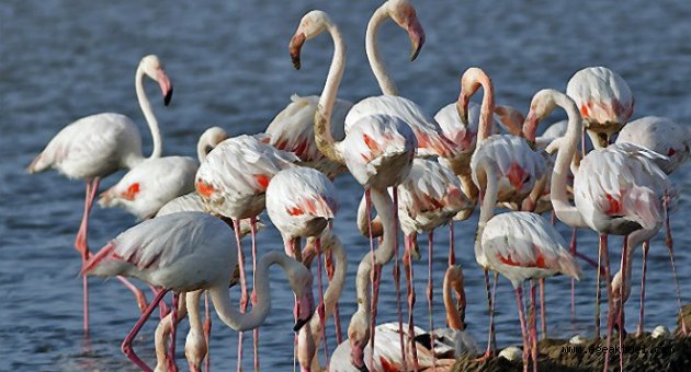 İzmir Kuş Cenneti'nde 'protokol' krizi