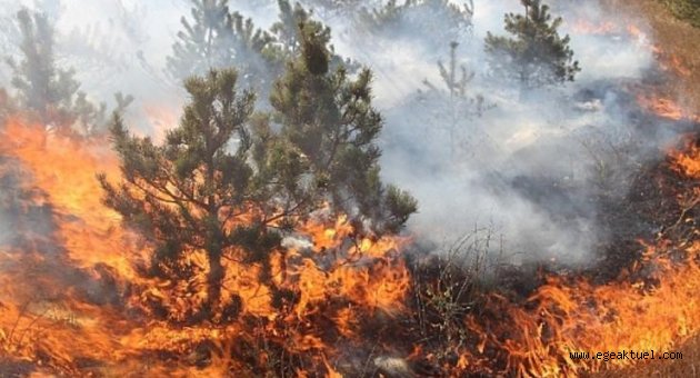 İzmir Orman Bölge Müdürü'nden 'mangal' uyarısı