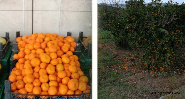 İzmir tarımında tehlike çanları! Marketteki mandalina neden 8 TL?