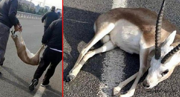 İzmir'de akılalmaz olay! Yaralı ceylanla kayıplara karıştı