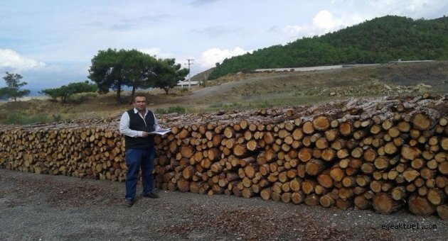 İzmir'de ormanlar çimento kurbanı