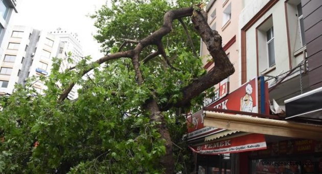 İzmir'de şiddetli fırtına nedeniyle ağaçlar devrildi