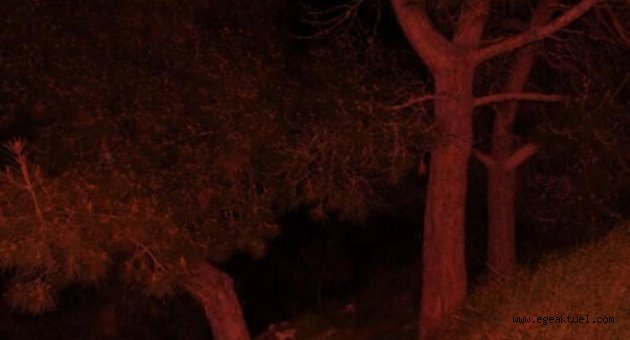 İzmir'de tüyler ürperten olay! Ormanlık alanda bulundu